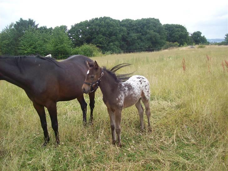 Anden særlig race gina solgt lille brors  billede 8