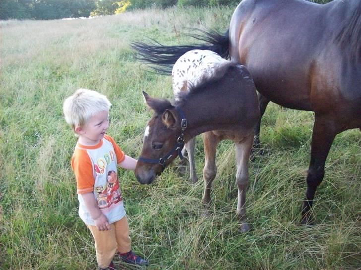 Anden særlig race gina solgt lille brors  billede 9