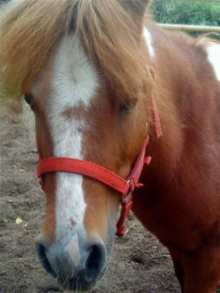 Shetlænder Emma ( Gammel passerpony) - mig og min emma * ever <3 billede 20