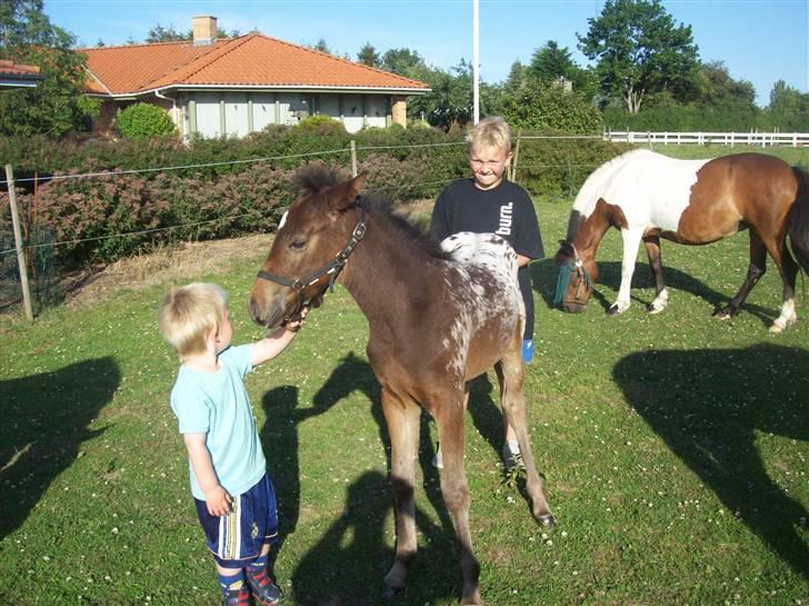 Anden særlig race gina solgt lille brors  billede 10