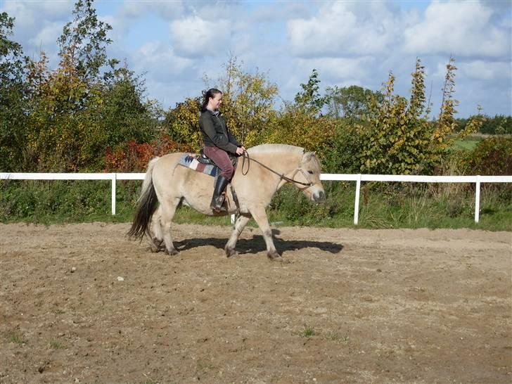 Fjordhest Einar Frølunde (Zorro) - Vi afprøver westernsadlen. billede 8