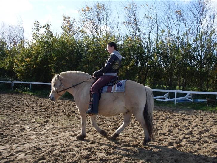 Fjordhest Einar Frølunde (Zorro) - Han er så sød at ride på! billede 9