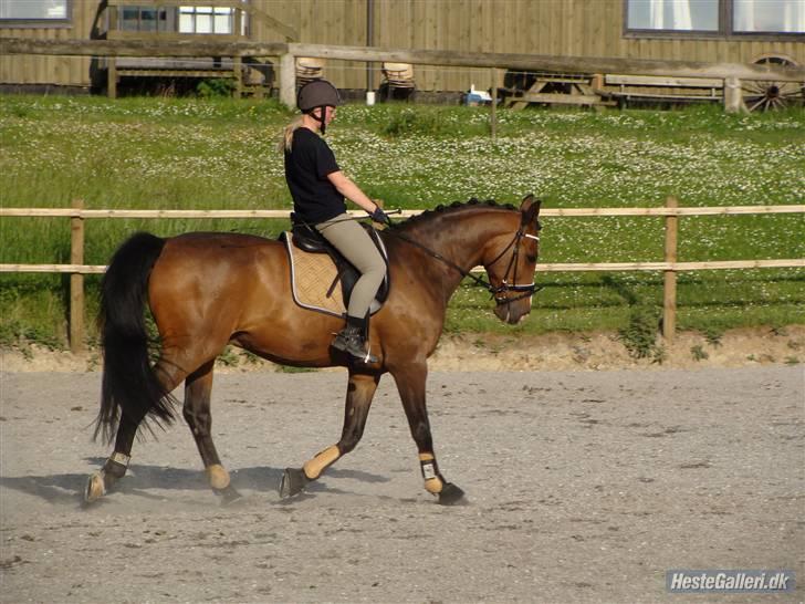 Polsk Varmblod Marchion billede 19