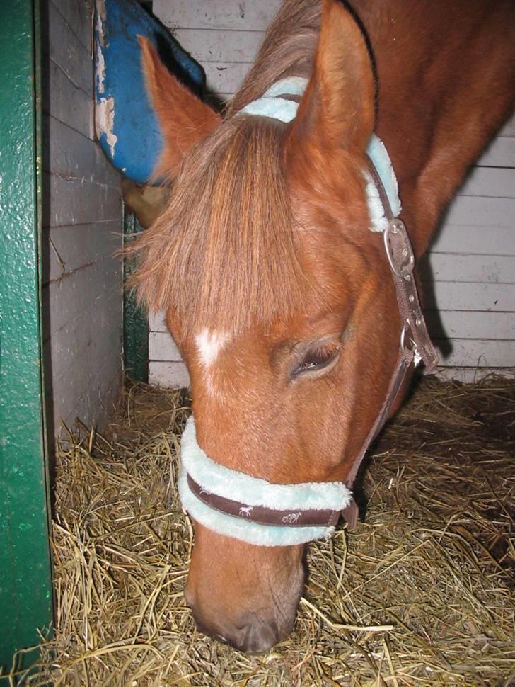 Anden særlig race avelon "solgt" - 12/10-08: anden dag på bøgelund i boksen billede 9