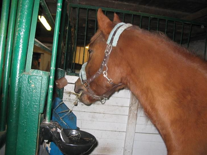 Anden særlig race avelon "solgt" - 12/10-08: uhh hørte noget spændende udenfor billede 10