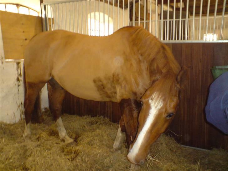 Frederiksborg Poseidon SOLGT - Lige blevet klippet så fin... :D de mørke pletter er ikke noget der er glemt men fordi han sveder har lige redet..  billede 17