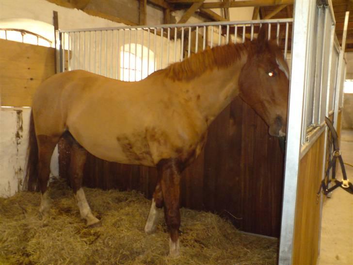 Frederiksborg Poseidon SOLGT - Så fin min dreng er blevet :D  billede 18