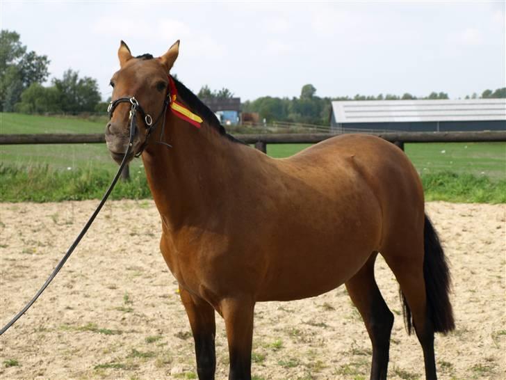 Pura Raza Española Evita Edoras - Fra D 20-sep-2008 billede 2