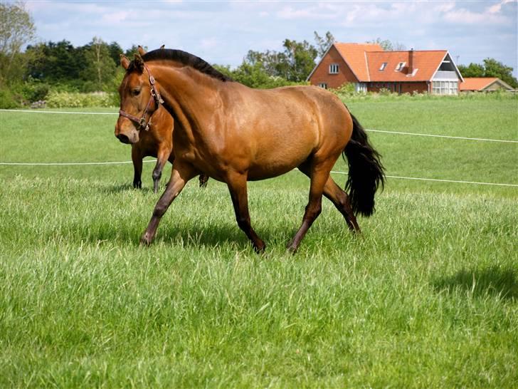 Pura Raza Española Evita Edoras - Fra D 22-Maj-2009   Evita på sommergræs :) billede 3