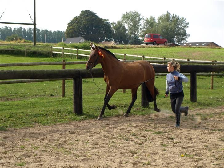 Pura Raza Española Evita Edoras - Fra D 20-sep-2008 billede 4