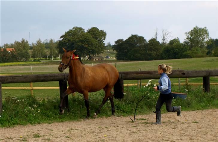 Pura Raza Española Evita Edoras - Fra D 20-sep-2008 billede 5