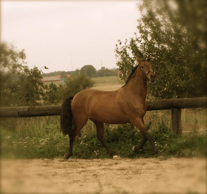 Pura Raza Española Evita Edoras - Fra D 20-sep-2008 billede 6