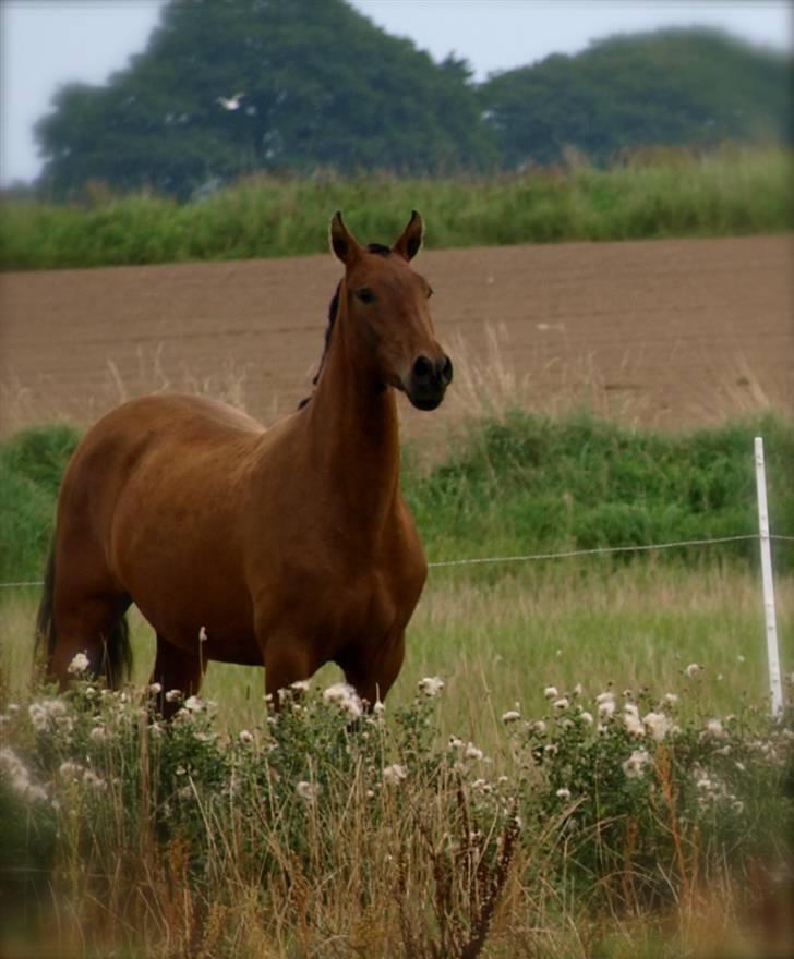 Pura Raza Española Evita Edoras - Fra D 20-sep-2008 billede 7