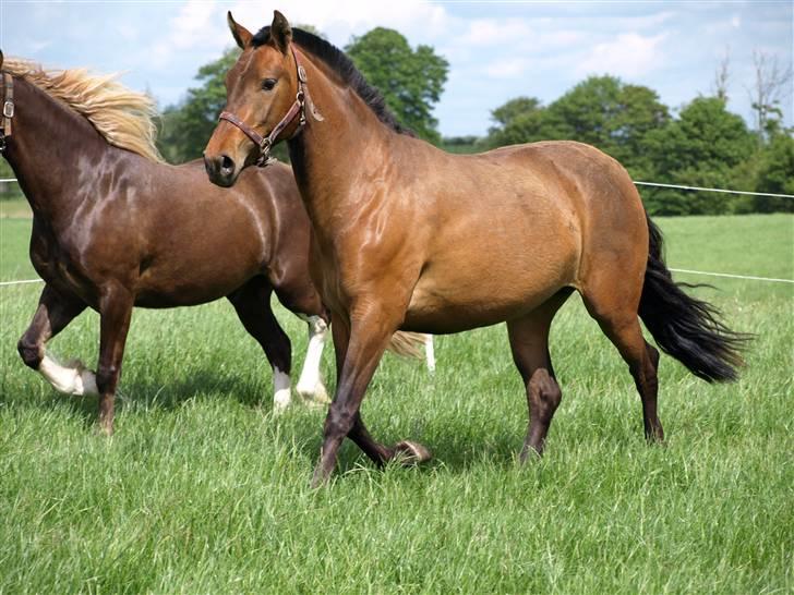 Pura Raza Española Evita Edoras - Fra D 22-Maj-2009   Evita på sommergræs :) billede 8