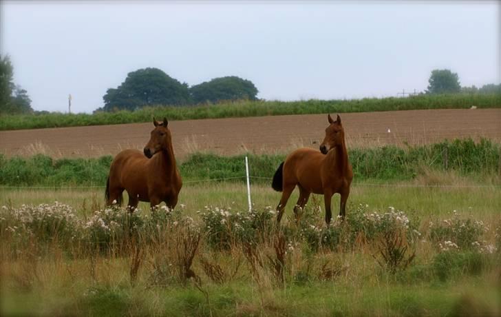 Pura Raza Española Evita Edoras - Fra D 20-sep-2008 billede 9