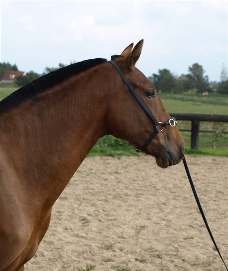 Pura Raza Española Evita Edoras - Fra D 20-sep-2008 billede 10