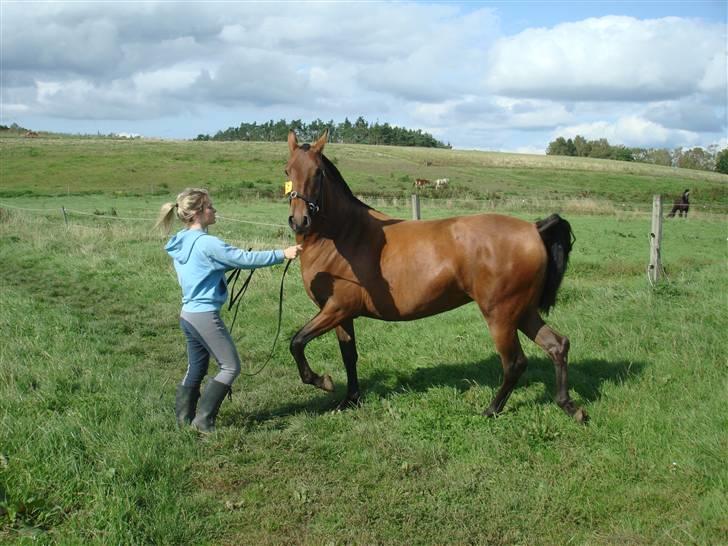 Pura Raza Española Evita Edoras - Fra D 14-sep-2008 billede 11