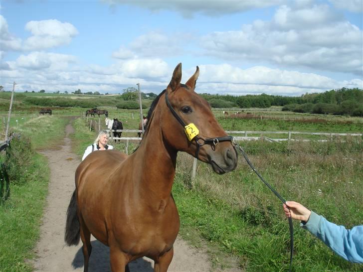 Pura Raza Española Evita Edoras - Fra D 14-sep-2008 billede 12