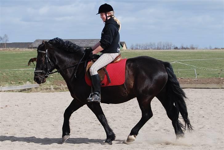 Oldenborg Hr. Lakrids <3   - Dressur dag - fotograf Line ;D  billede 18