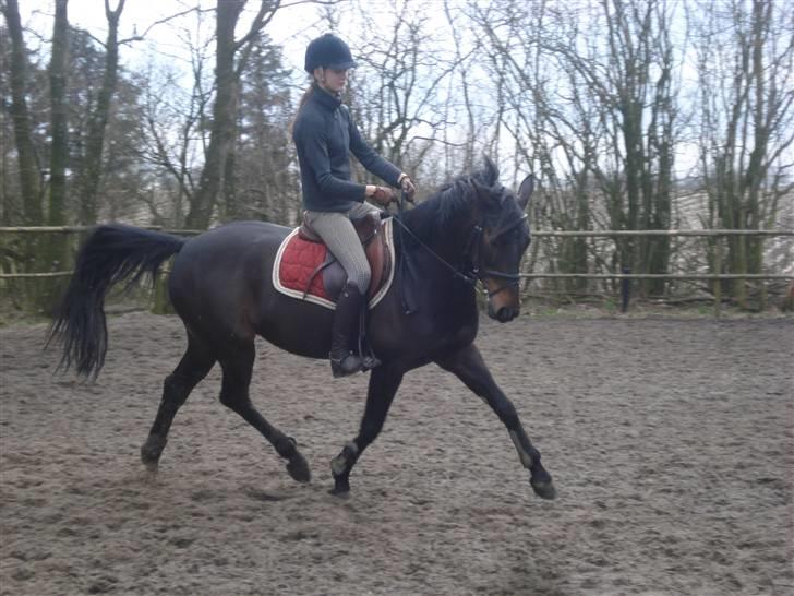 Anden særlig race Shakira (Solgt) - Dressur<33 billede 13