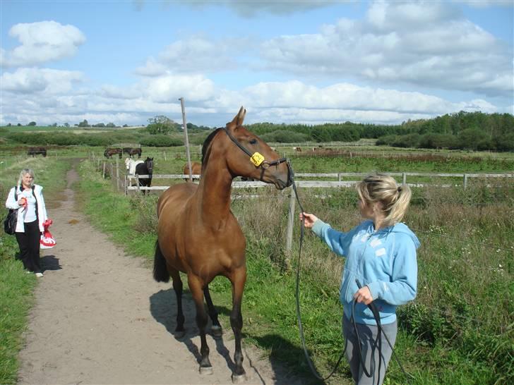 Pura Raza Española Evita Edoras - Fra D 14-sep-2008 billede 13