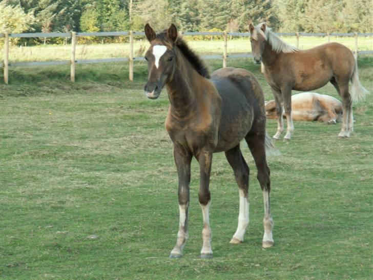 New Forest Alhedens Fleur billede 20