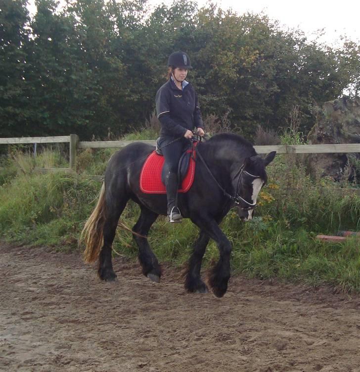 Irish Cob Bigumsgårds Dina  - Dina 4 år. Oktober 2008. billede 4