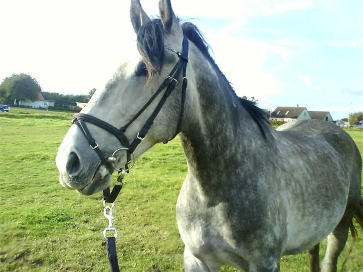 Anden særlig race Walter (SOLGT)... - Øhh, hvor gik de andre hen?? billede 3