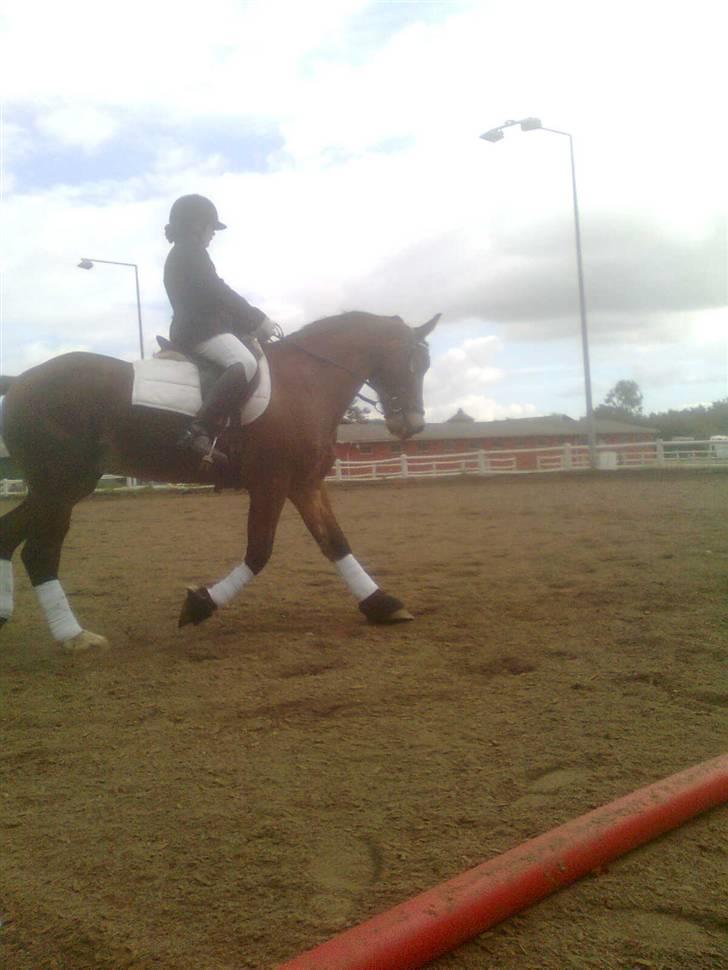 Anden særlig race Torja (Halvpart) - Til stævne på N.A.R billede 3