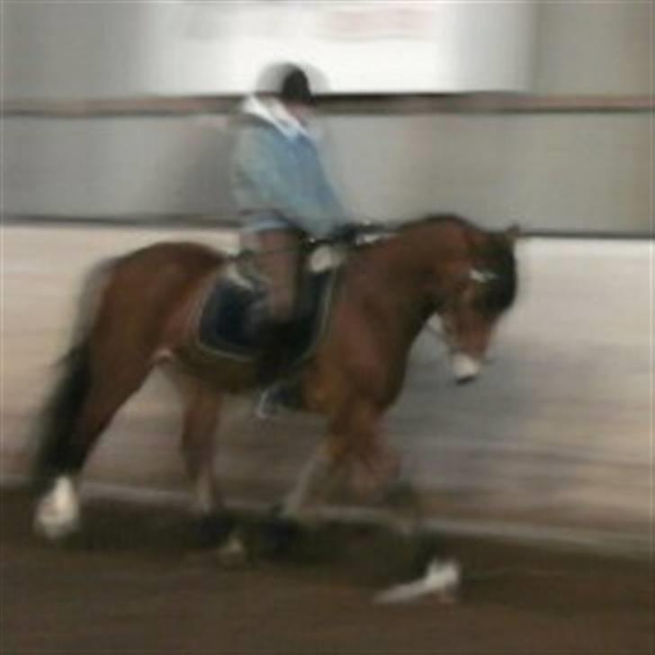 Anden særlig race Torja (Halvpart) - DrømmePonyen! <3 billede 4