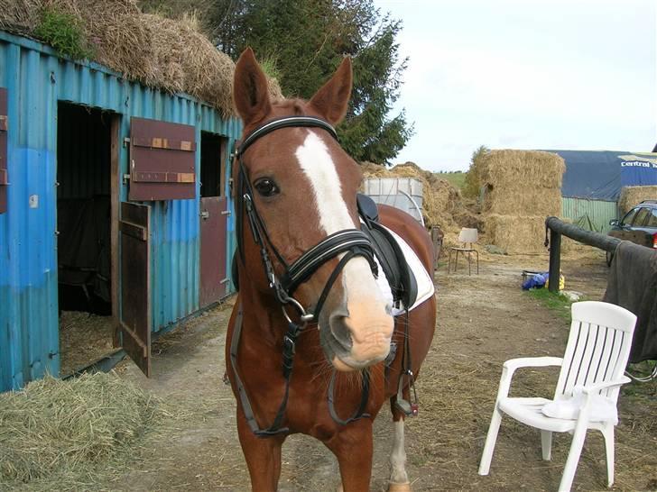 Anden særlig race Roland Garros R.I.P <3 - Klar inden Lc3. Hvor du fin. (: Vi vandt Lc3 Foto: Far billede 15