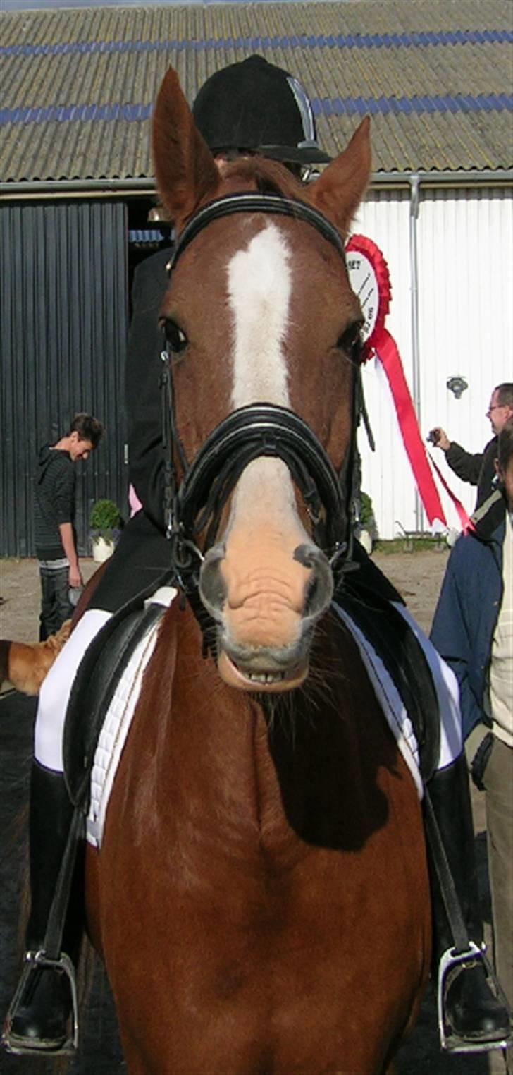 Anden særlig race Roland Garros R.I.P <3 - Med vores roset til Lc3 . Smil roland, sidste dressur stævne <3Foto: Far billede 16