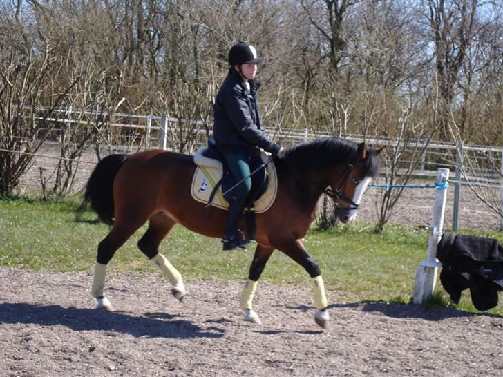 New Forest Lady-sky <3 -SOLGT- - Dressurtræpnning i det gule look ! :b super sødt til Lady hehe :b billede 15