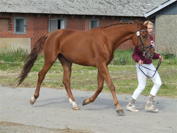 Pinto Coco Nyberg Solgt. - coco til pinto kåring i efteråret 2008 billede 13