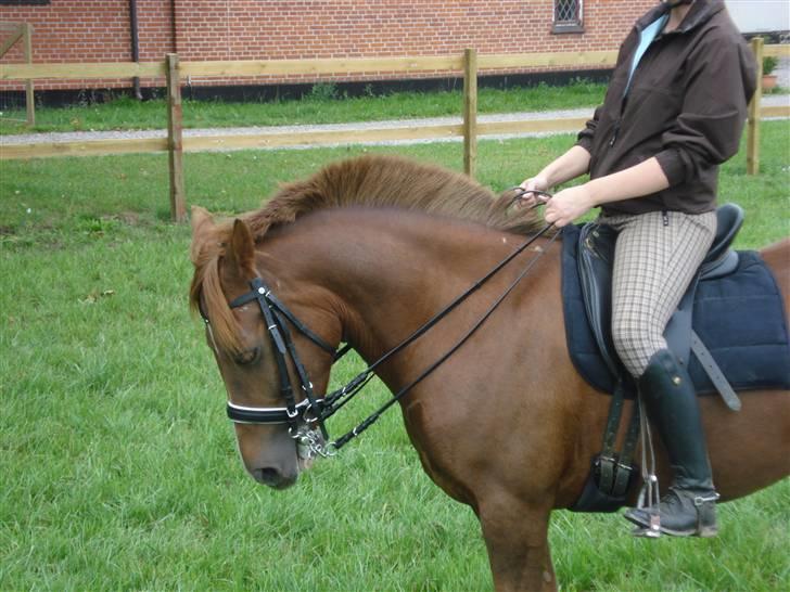 New Forest pinocchio   - Hos Nabo´en og ride ,.. :) billede 2