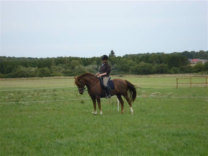 New Forest pinocchio   - ...Pinocchio´Drengen :´D billede 3