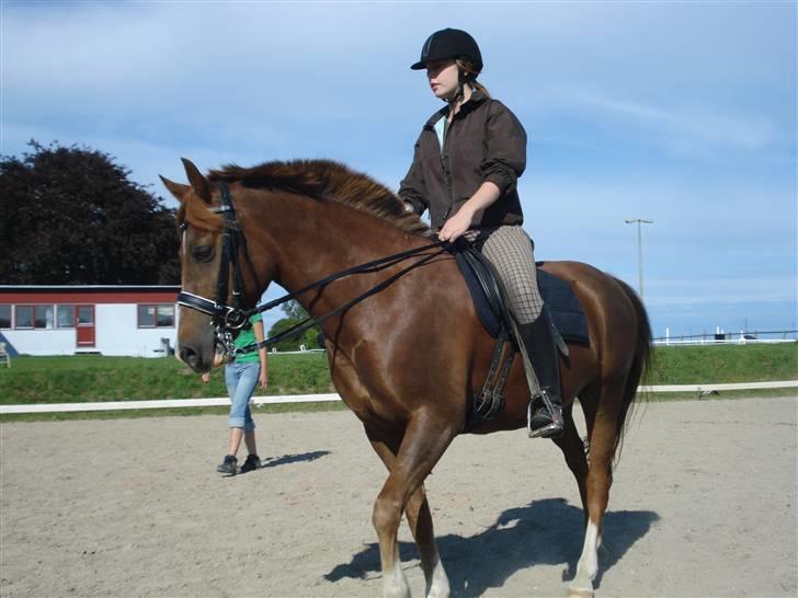 New Forest pinocchio   - På steengaarden og få undervisning af line , med kandar :´D billede 4