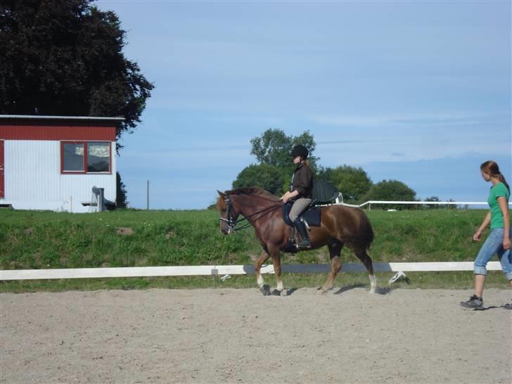 New Forest pinocchio   - På steengaarden og få undervisning af line , med kandar :´D billede 5