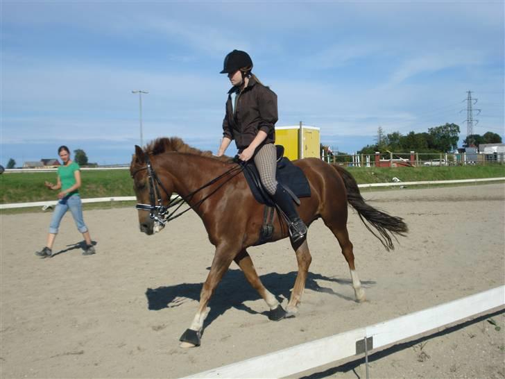 New Forest pinocchio   - På steengaarden og få undervisning af line , med kandar :´D billede 6