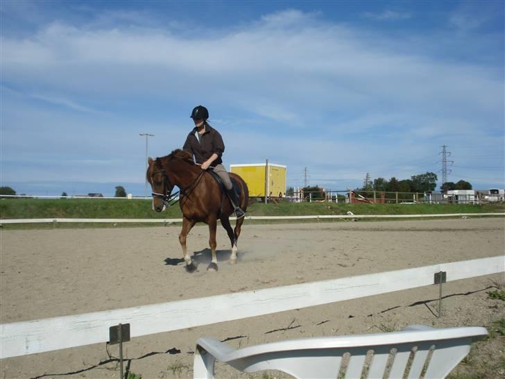 New Forest pinocchio   - På steengaarden og få undervisning af line , med kandar :´D billede 7