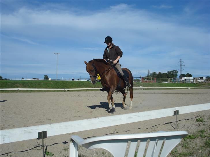 New Forest pinocchio   - På steengaarden og få undervisning af line , med kandar :´D billede 8