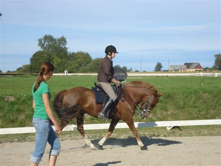 New Forest pinocchio   - På steengaarden og få undervisning af line , med kandar :´D billede 9