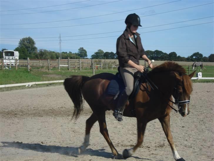 New Forest pinocchio   - På steengaarden og få undervisning af line , med kandar :´D billede 10