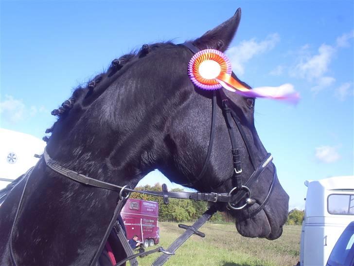 Oldenborg Drisdals Girello(solgt) - fine rosette efter fejlfri runde i 70 cm 12. okt 08 billede 10