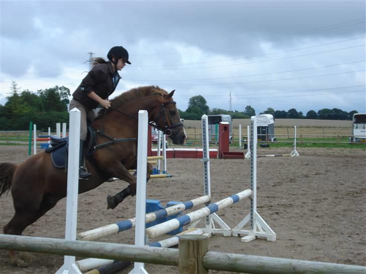 New Forest pinocchio   - På steengaarden og få undervisning af Mia Hastrup :´D billede 12