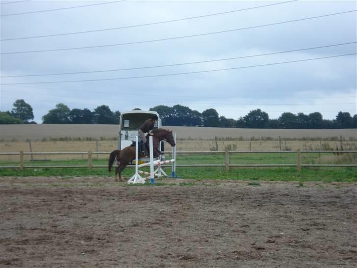 New Forest pinocchio   - På steengaarden og få undervisning af Mia Hastrup :´D billede 13