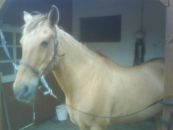 Anden særlig race Sussie (*DØD) billede 10