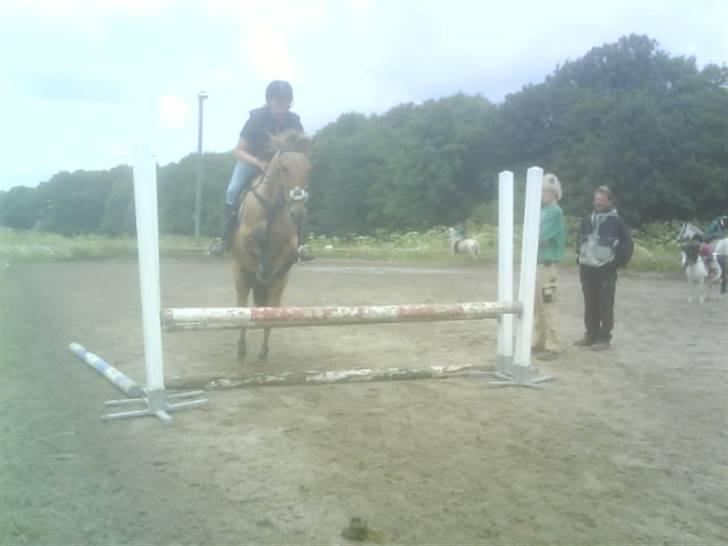 Anden særlig race Sussie (*DØD) billede 11