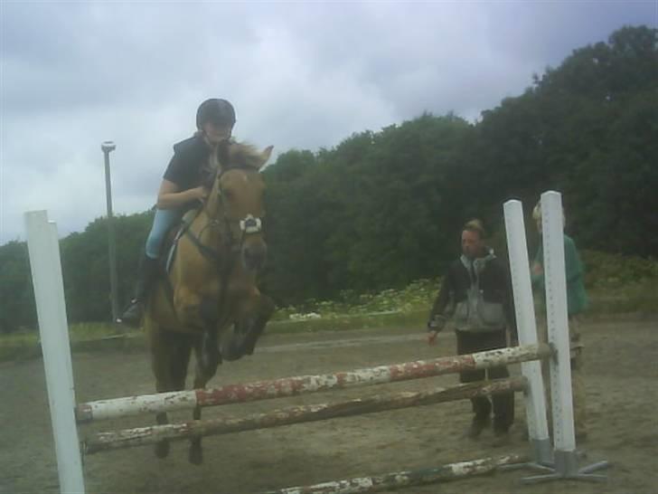 Anden særlig race Sussie (*DØD) billede 14