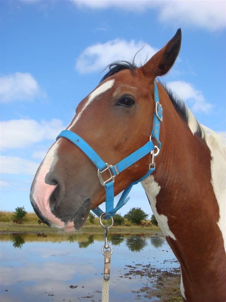 Pinto Hoelgaard´s Ferrari Enzo  billede 6